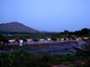 Goats being herded across some water.