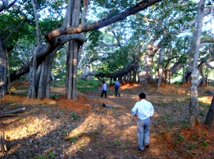 Walking around inside the Banyan tree